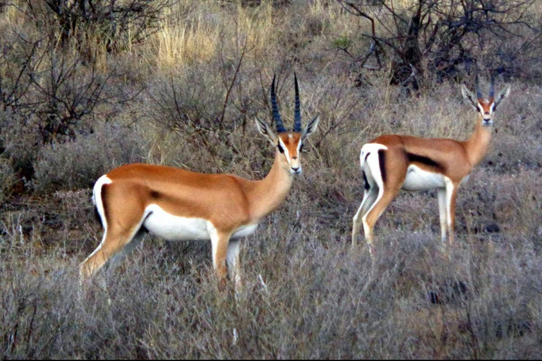 3 Days, 2 nights safari to Samburu National Reserve 3 Days private safari in a 4x4 Landcruiser jeep