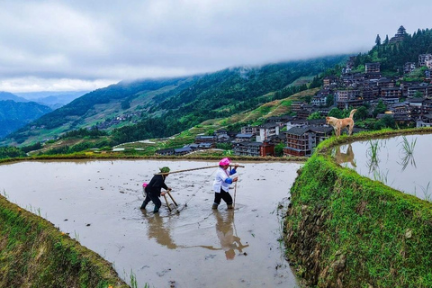 From Guilin: Longji Rice Terraces & Yao Village Day Trip Private Tour (English Driver-Guide)