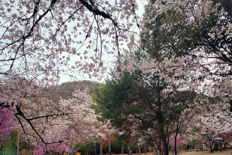 Visite privée de Kyoto avec guide anglophone et véhicule