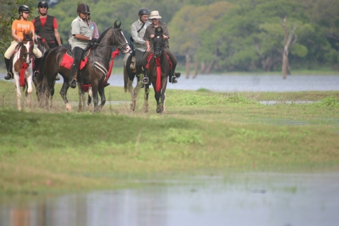 Halve dag paardrijden in Dambulla