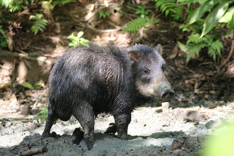 Uvita: Corcovado Rainforest & Wildlife Adventure
