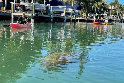 Sarasota: Guided Mangrove Tunnel Kayak Tour Lido Key