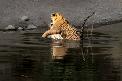 Ab Delhi: 4 Tage geführte Tour nach Agra, Ranthambore &amp; JaipurTour ohne Hotelübernachtungen