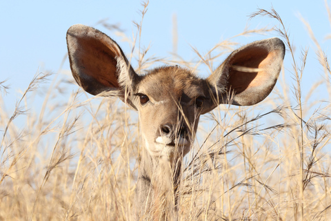 Extended Chobe Day Trip(6hours Game drive+3Hours SafariBoat) Extended Chobe Day Trip