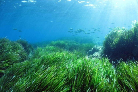 Cargèse: Capo Rosso "Snorkeling" and Sea Cave Tour Cargèse: Capo Rosso ramble with fins, mask and snorkel