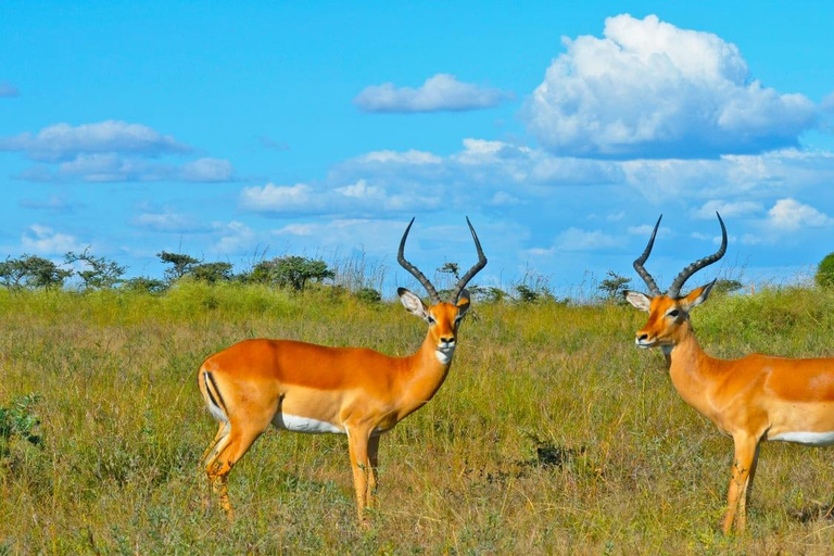 From Nairobi: 4-Day Masai Mara and Lake Nakuru Trip