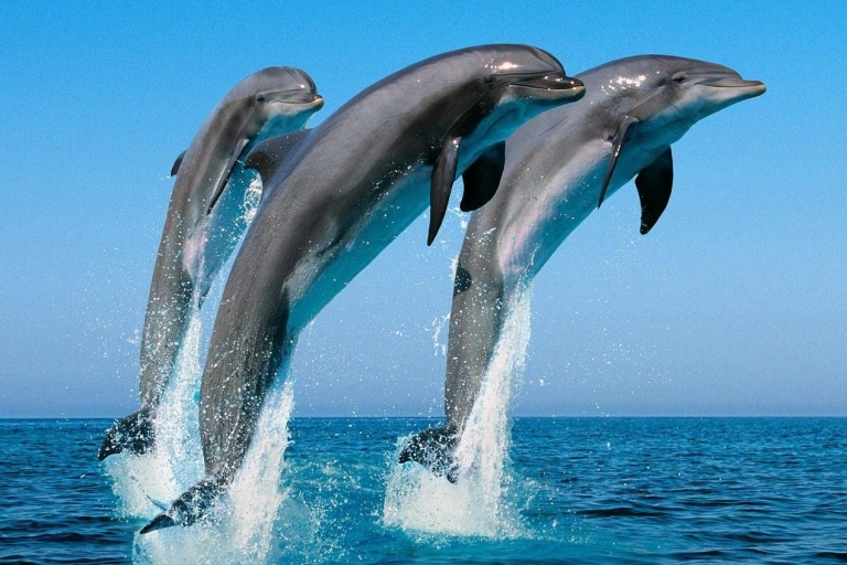 Mirissa: poranna wycieczka z obserwacją wielorybów