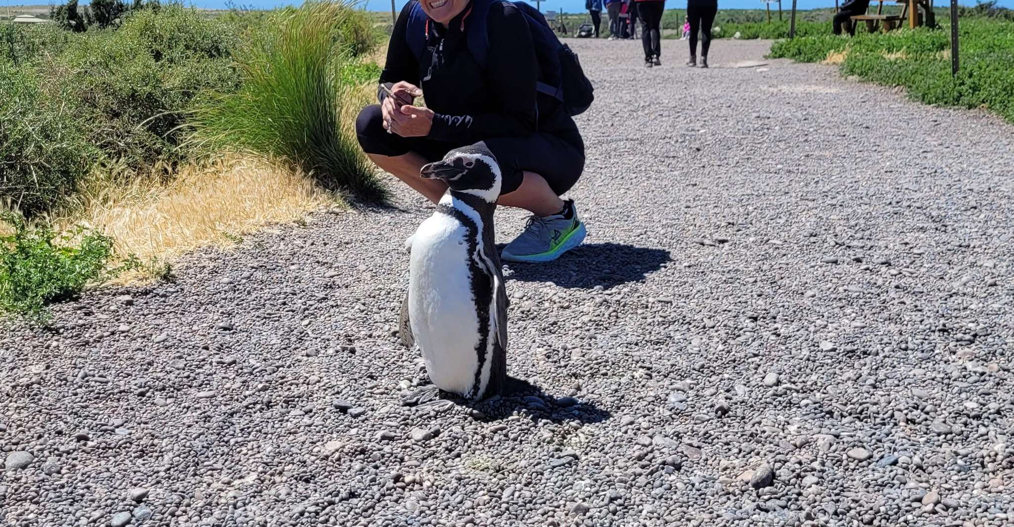 Von Punta Madryn, Punta Tombo Shore Exkursion mit Mittagessen - Hizvo