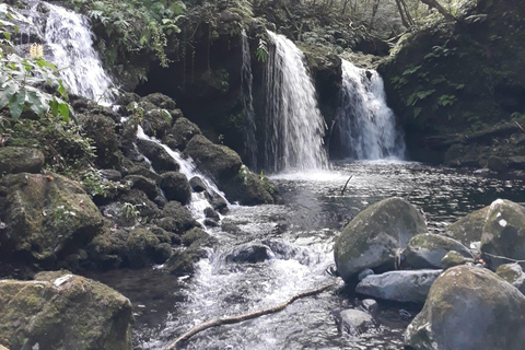 Flower Island: Van Tour