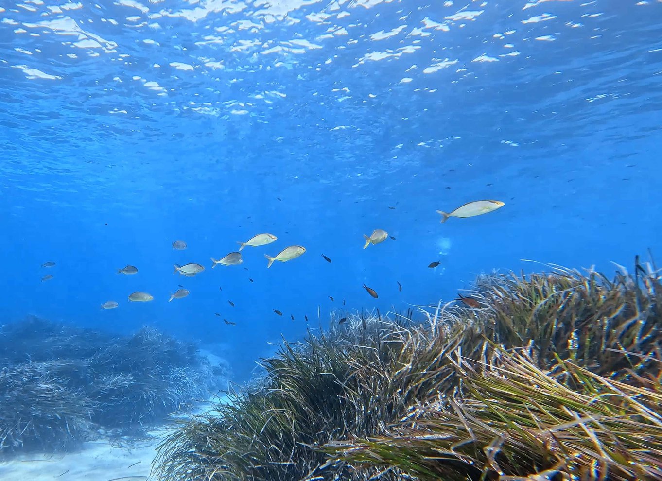 Guidet tur med snorkling i smukke Marathopoli