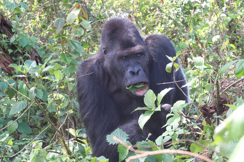 Una spedizione di 10 giorni per il trekking dei gorilla di pianura nella Repubblica Democratica del Congo