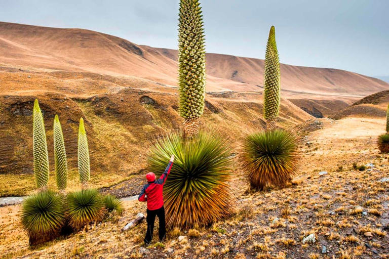 Huaraz : Nevado Pastoruri + Forêt de Puyas Raymondi