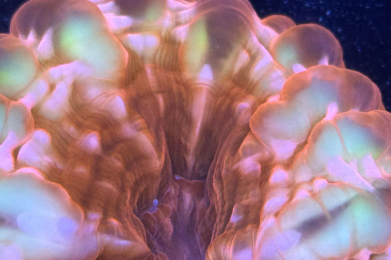 Port Douglas: Forever Reef Project Coral Biobank Guided Tour