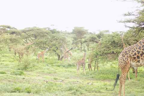 阿鲁沙：3日国家公园导游Safari游