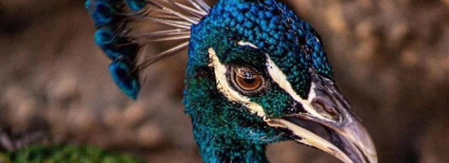 Carthagène : Entrée à l'AVIAIRE avec TRANSFERT INCLUS