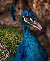 Baru, Playa Blanca + Aviary com Almoço do Caribe - Housity