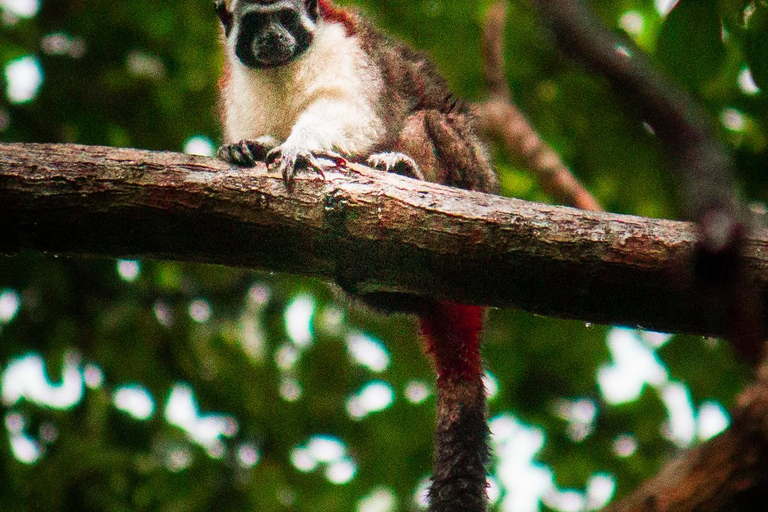 Panama City: Ancon Hill Eco-Walk with Wildlife Spotting