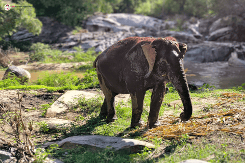 Chiang Mai: Elephant Sanctuary & Watch Sunrise at Temple