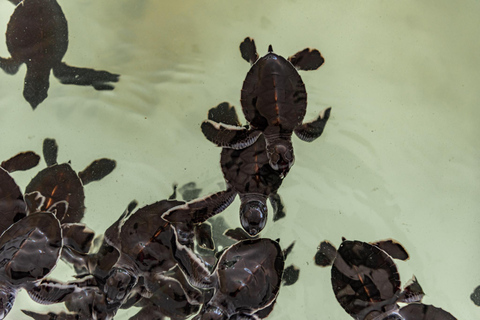 Khao Lak: waterval, zeeschildpad, olifanten verzorgen, maaltijd en transferKhao Lak: waterval, zeeschildpad, raften en olifanten verzorgen en maaltijd