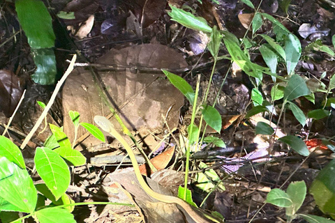 Khao Lak: Khao Sok Elephant Sanctuary and Night Jungle Walk Khao Sok Elephant Sanctuary and Night Jungle Walk