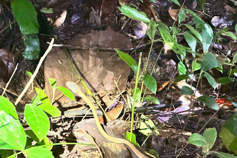 Khao Lak: Khao Sok Elephant Sanctuary and Night Jungle Walk Khao Sok Elephant Sanctuary and Night Jungle Walk