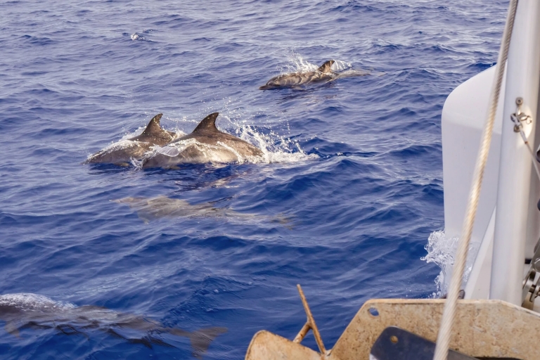 Funchal : croisière d'observation de dauphins et baleines