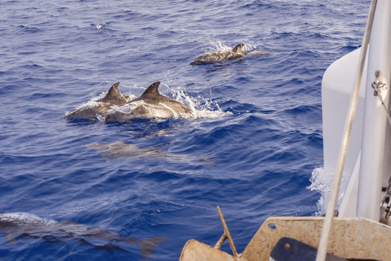 Bucht von Funchal: Delfin- & Walbeobachtung per Katamaran