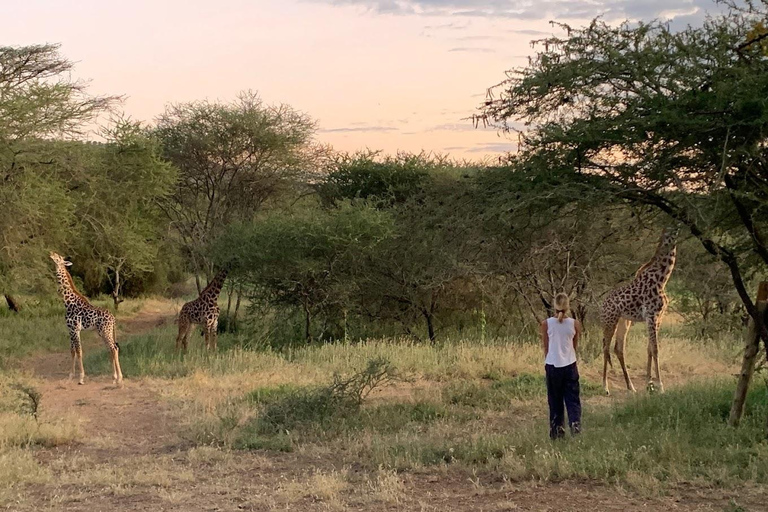 Alojamiento económico de 2 días en Tanzania Tarangire y NgorongoroAlbergue económico de 2 días en Tanzania Tarangire y Ngorongoro