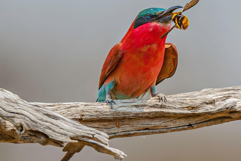 Birdwatching Safari - Chobe River (with Expert Guide)