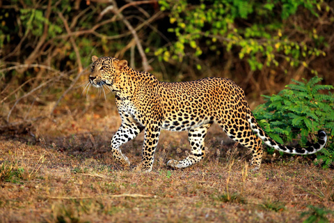 Mirissa : Safari d&#039;une journée tout compris dans le parc national de Yala