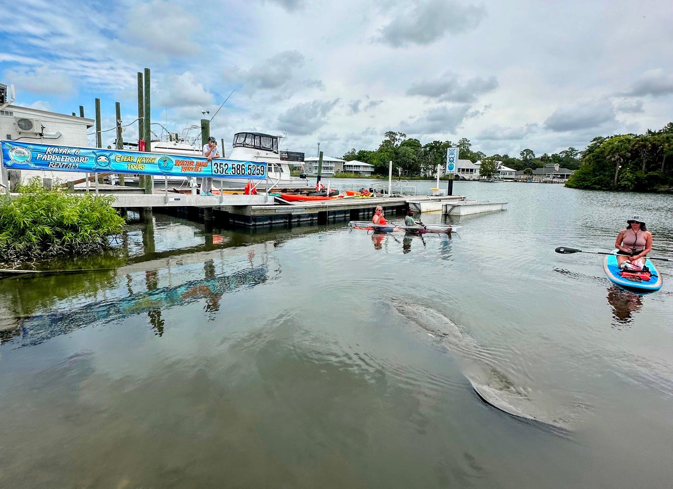 Crystal River: Three Sisters Springs Eco Tour med gennemsigtig kajak