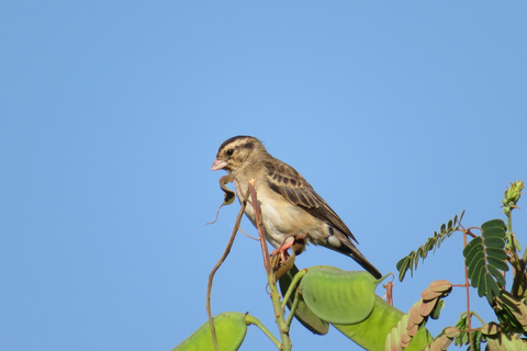 Addis Ababa: 8-Day Bale Mountains Birdwatching Tour