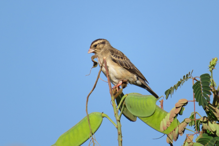 Addis Ababa: 8-Day Bale Mountains Birdwatching Tour