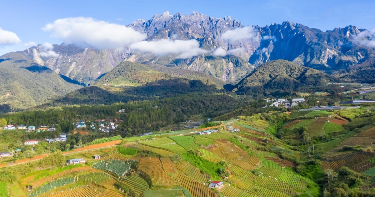 Kundasang Tagestour mit der Desa Dairy Farm und dem Alpaka Club