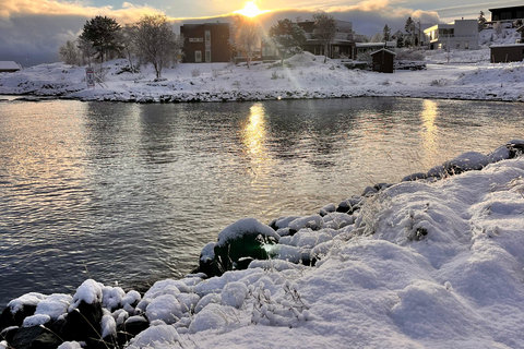Narvik/Harstad : Excursion d&#039;une journée dans les Fjords avec arrêt à la ferme des rennes