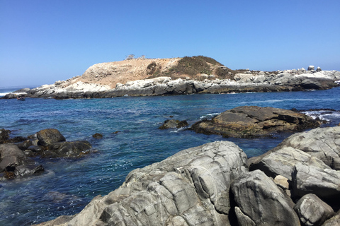 Osservazione degli uccelli Zona umida di Mantagua e pinguini Isola di Cachagua STGO