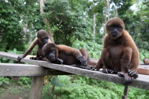 Iquitos : Excursion d'une journée à l'île aux singes