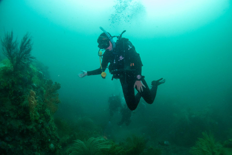 Cape Town: Discover Scuba Diving - 1 day experience