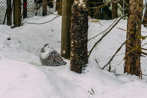 Rovaniemi: Viagem ao zoológico de Ranua