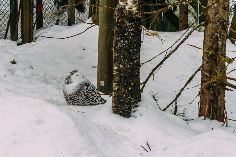 Rovaniemi: Excursión al Zoo de Ranua