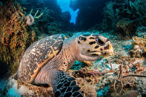 Cancun: Papageienfisch-Abenteuer-Paket