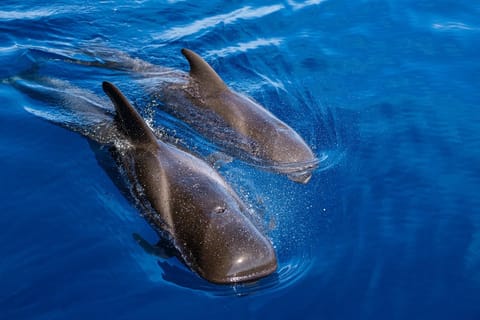 Costa Adeje: Masca & Los Gigantes Whale Watching Tour