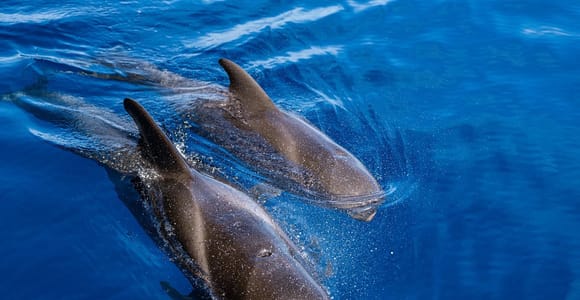 Costa Adeje: Masca and Los Gigantes Whale Watching Cruise