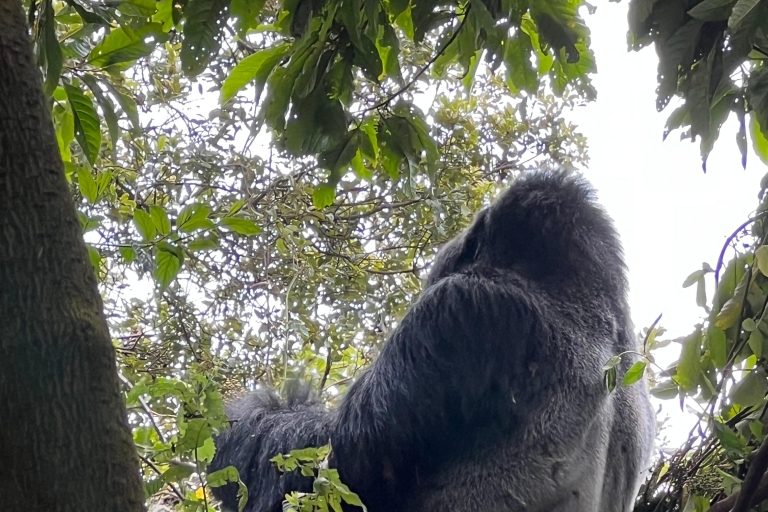 Excursión de 4 días por Ruanda y Uganda para descubrir la fauna salvaje y hacer senderismo con gorilas
