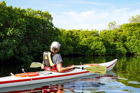 Sea Kayak Tour - Mangrove Safari