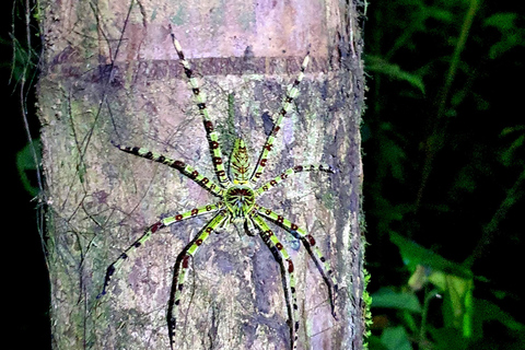 Khao Sok: All-Inclusive Day & Night Trek with Bamboo Dinner Option 2: Day & Night Trek with Bamboo Dinner From Khao Sok