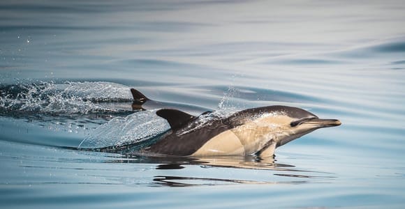 Algeciras: Delfin- und Walbeobachtung in kleinen Gruppen