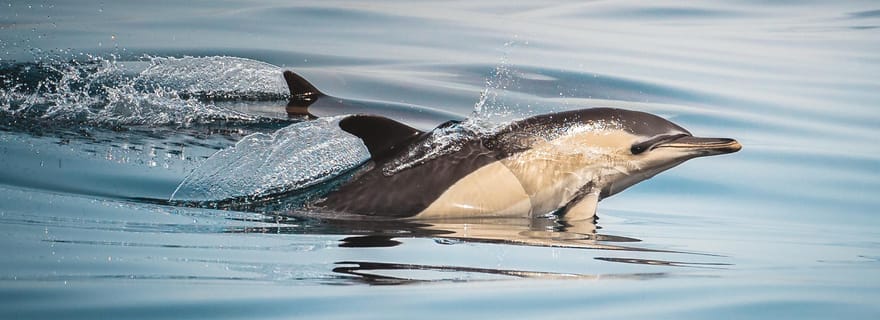 Algeciras : Observation des dauphins et des baleines en petits groupes