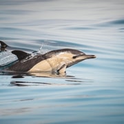 Algeciras: Dolphin and whale watching in reduced groups