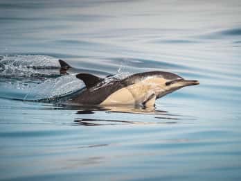 Algeciras: Dolphin and whale watching in reduced groups